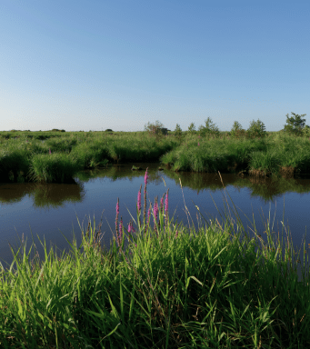 Parc régional de la Brière