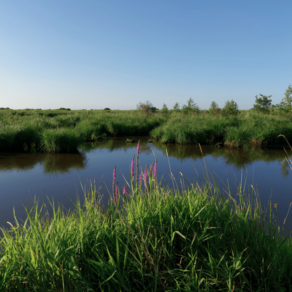 Park Naturel Regional de Brière: Discovering Breton Natural Heritage